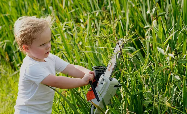 Zeb Pedersen, 2, attempts to cut weeds with a toy chainsaw during the Lumberjack World Championships, Friday, July 17, 2026, in Hayward, Wis. (AP Photo/Ellen Schmidt)