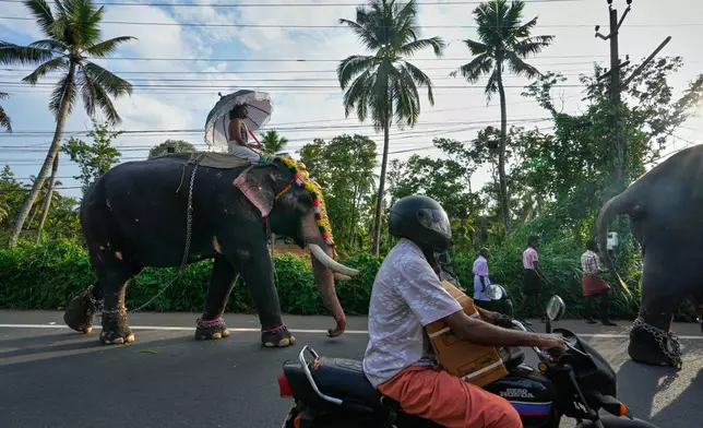 A motorist rides past decorated elephants during the elephant pageant, or Gajamela, held as part of an annual festival in Thiruvanvandoor, in the southern Indian state of Kerala, Tuesday, May 19, 2026. (AP Photo/Aijaz Rahi)