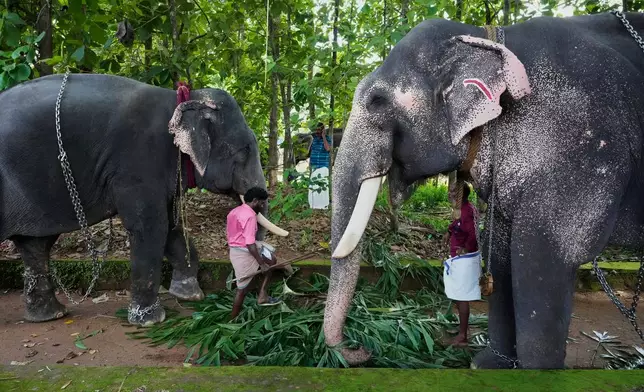 Mahouts feed elephants before they are taken for participation in the elephant pageant, or Gajamela, held as part of an annual festival in Thiruvanvandoor, in the southern Indian state of Kerala, Tuesday, May 19, 2026. (AP Photo/Aijaz Rahi)