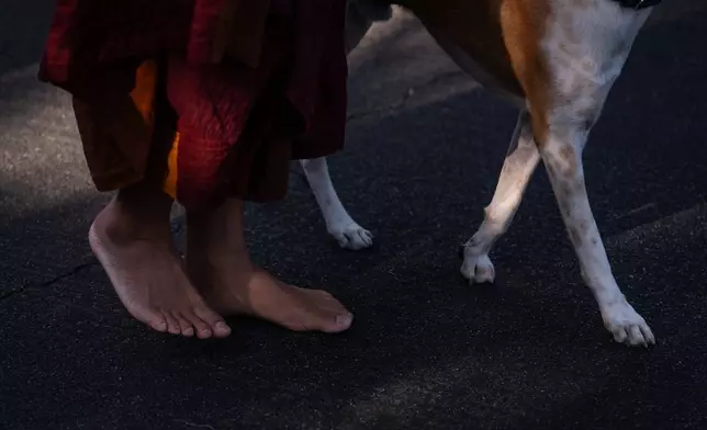 Bhikkhu Pannakara, a Buddhist monk who led a Walk for Peace from Fort Worth, Texas, to Washington, D.C., and his dog, Aloka, walk to Wat Thai of Los Angeles in the North Hollywood section of Los Angeles, Monday, July 13, 2026. (AP Photo/Jae C. Hong)