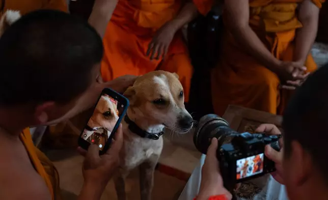 Buddhist monks take pictures of Aloka before an event with Bhikkhu Pannakara, a Buddhist monk who led a Walk for Peace from Fort Worth, Texas, to Washington, D.C., in the North Hollywood section of Los Angeles, Monday, July 13, 2026. (AP Photo/Jae C. Hong)