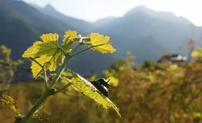 Japanese beetles (Popillia japonica) sit on a vine leaf in Pont Saint Martin, in the Valle d'Aosta region, Italy, Thursday, July 9, 2026. (AP Photo/Antonio Calanni)