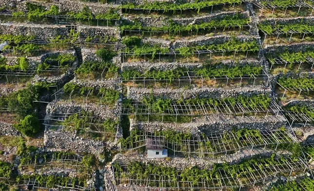 An aerial view of a vineyard in Donnas, in the Valle d'Aosta region, Italy, Thursday, July 9, 2026. (AP Photo/Antonio Calanni)