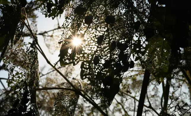 Japanese beetles (Popillia japonica) sit on a vine leaf in Pont-Saint-Martin, in Italy’s Valle d’Aosta region, Thursday, July 9, 2026. (AP Photo/Antonio Calanni)