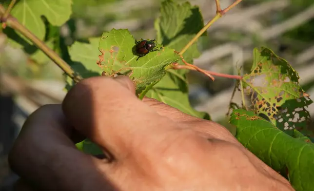 Vittorio Costabloz, vice-president of Caves de Donnas wine cooperative, points out a Japanese beetle (Popillia japonica) on a vine leaf in Donnas, in the Valle d'Aosta region, Italy, Thursday, July 9, 2026. (AP Photo/Antonio Calanni)