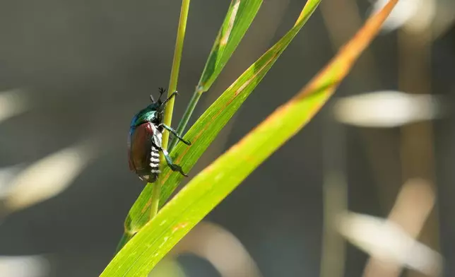 A Japanese beetle (Popillia japonica) sits on a leaf in Pont-Saint-Martin, in Italy’s Valle d’Aosta region, Thursday, July 9, 2026. (AP Photo/Antonio Calanni)