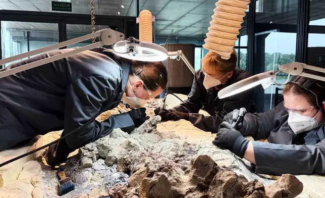 Under the watchful eye of scientists, volunteers clean the skeleton of a mastodonsaurus, a huge amphibian that walked the Earth 240 million years ago, at the Copernicus Science Center in Warsaw, Poland, Tuesday, July 21, 2026. (AP Photo/Claudia Ciobanu)