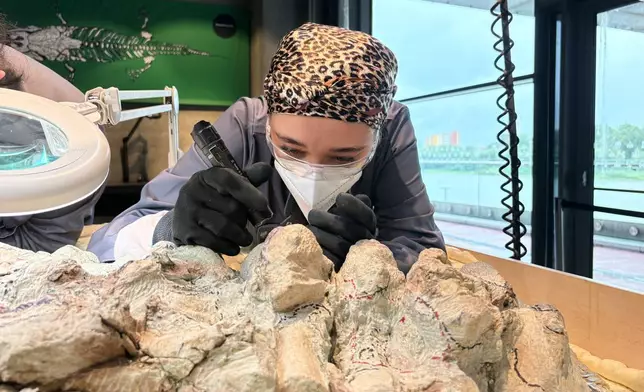 Volunteer coordinator Tatyana Kozyk cleans the skeleton of a mastodonsaurus, a huge amphibian that walked the Earth 240 million years ago, at the Copernicus Science Center in Warsaw, Poland, Tuesday, July 21, 2026. (AP Photo/Claudia Ciobanu)