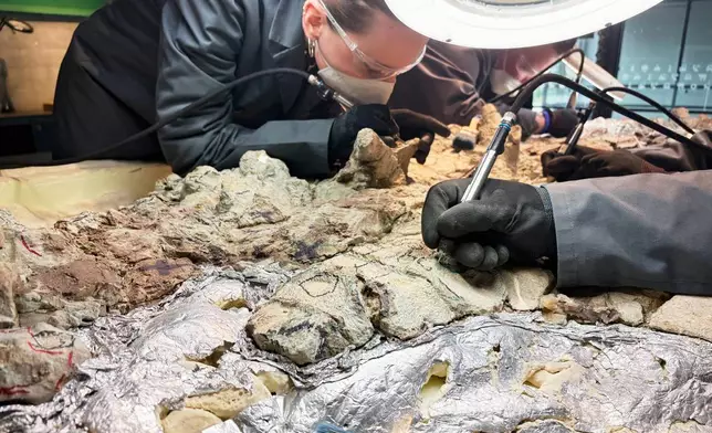 Under the watchful eye of scientists, volunteers clean the skeleton of a mastodonsaurus, a huge amphibian that walked the Earth 240 million years ago, at the Copernicus Science Center in Warsaw, Poland, Tuesday, July 21, 2026. (AP Photo/Claudia Ciobanu)