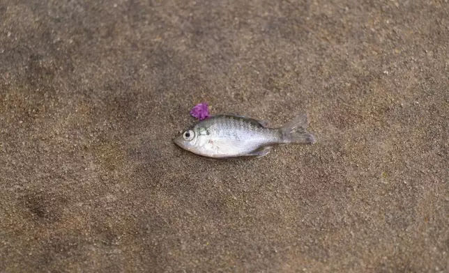 A small fish is stranded on a sidewalk after flood waters subsided on Wednesday, July 15, 2026, in Boerne, Texas. (AP Photo/Darren Abate)