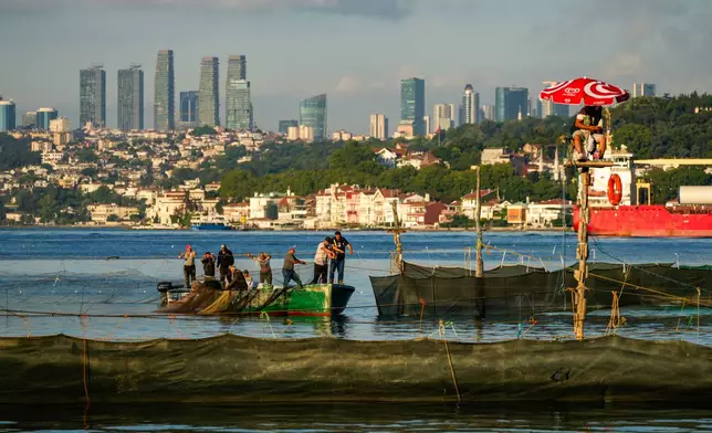 Fishermen use the traditional "dalyan" fishing method of stationary nets to catch migrating fish in the Bosphorus Strait in Istanbul, Turkey, Wednesday, June 24, 2026. (AP Photo/Emrah Gurel)