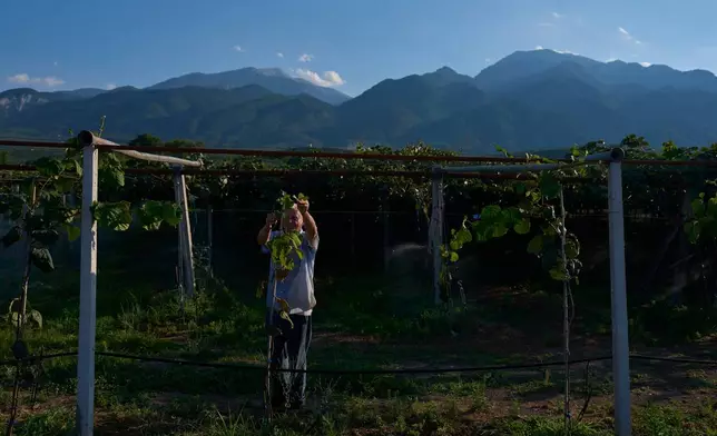 Theodoris Papaioannou tends his kiwi orchard, backdropped by Mount Olympus, near the village of Dion in northern Greece, Tuesday, July 14, 2026. (AP Photo/Petros Giannakouris)