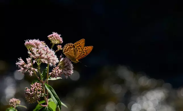 A butterfly stands on a wildflower in the Enipeas Gorge on Mount Olympus in northern Greece, Tuesday, July 14, 2026. (AP Photo/Petros Giannakouris)