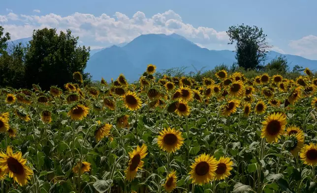 Sunflowers bloom in Kalyvia Varikou, near Litochoro in northern Greece, backdropped by Mount Olympus, Wednesday, July 15, 2026. (AP Photo/Petros Giannakouris)