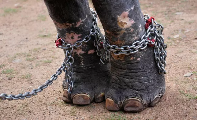 An elephant stands with its legs chained as it is prepared for participation in the elephant pageant, or Gajamela, held as part of an annual festival in Thiruvanvandoor, in the southern Indian state of Kerala, Tuesday, May 19, 2026. (AP Photo/Aijaz Rahi)