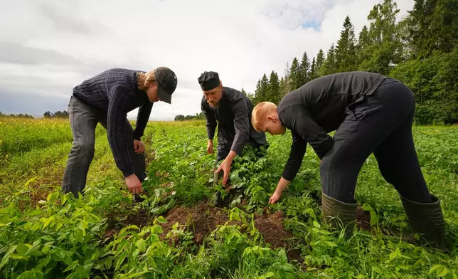 Estonia Monastery Rev. Paisios and volunteers weed a potato field at the newly founded Kirikla Orthodox Monastery in Pihali village, Estonia, on July 4, 2026. (AP Photo/Sergei Grits)