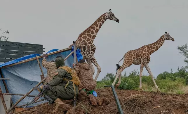 Uganda Wildlife Authority (UWA) rangers and veterinarians release Nubian giraffes during their translocation from Murchison Falls National Park to Ajai Wildlife Reserve near Arua, northwestern Uganda, Tuesday, July 21, 2026. (AP Photo/Hajarah Nalwadda)