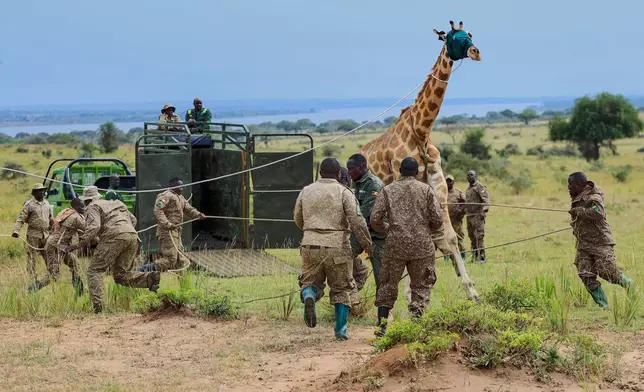 Uganda Wildlife Authority (UWA) rangers and veterinarians restrain a sedated Nubian giraffe during its translocation from Murchison Falls National Park to Ajai Wildlife Reserve near Arua, northwestern Uganda, Wednesday, July 22, 2026. (AP Photo/Hajarah Nalwadda)