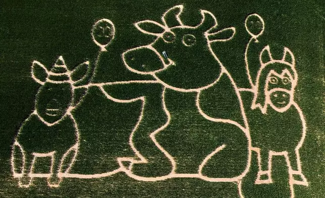 A cow, a pig and a horse are cut into a corn field to create a labyrinth for visitors in the outskirts of Frankfurt, Germany, Thursday, July 2, 2026. (AP Photo/Michael Probst)