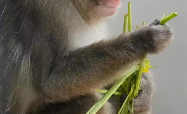 Punch, a young Japanese macaque, eats at Ichikawa City Zoological and Botanical Garden in Ichikawa, east of Tokyo, Thursday, July 23, 2026. (AP Photo/Eugene Hoshiko)