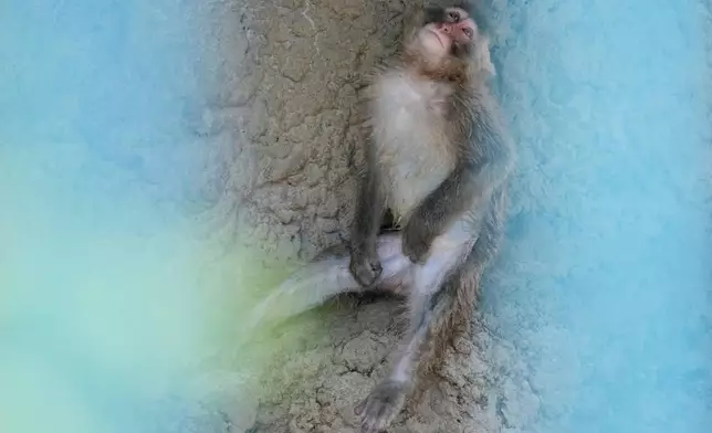 Punch, a young Japanese macaque, pauses at the shade at Ichikawa City Zoological and Botanical Garden in Ichikawa, east of Tokyo, Thursday, July 23, 2026. (AP Photo/Eugene Hoshiko)