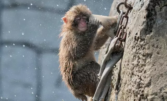 Punch, a young Japanese macaque, plays at Ichikawa City Zoological and Botanical Garden in Ichikawa, east of Tokyo, Thursday, July 23, 2026. (AP Photo/Eugene Hoshiko)