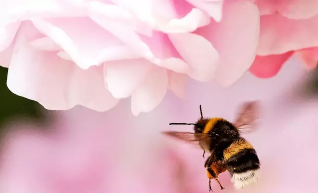 FILE - A bumblebee lands on a rose blossom at a horticultural exhibition in Erfurt, Germany, on June 8, 2018. (AP Photo/Jens Meyer, File)