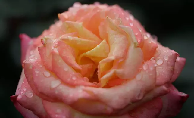 FILE - Rain drops bead on a rose at the International Rose Test Garden in Portland, Ore., on Sept. 20, 2010. (AP Photo/Rick Bowmer, File)