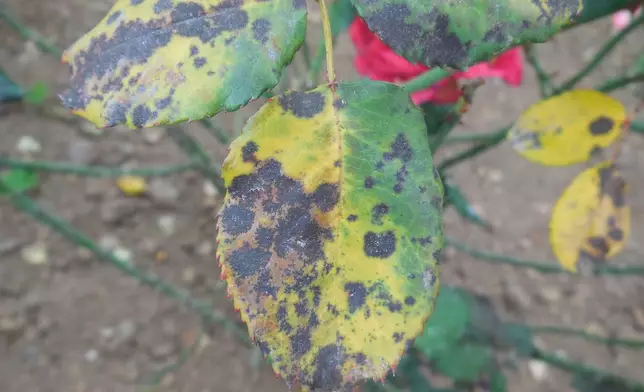 Symptoms of Black Spot disease appear on a rose plant in Tamil Nadu, India on Aug. 6, 2018. (Dr. Parthasarathy Seethapathy/Amrita School of Agricultural Sciences/Bugwood.org)