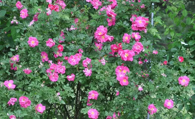 FILE - William Baffin roses, one of the Canadian Explorer series of black spot resistant varieties, appear in New Paltz, N.Y., on May 30, 2012. (AP Photo/Lee Reich, File)