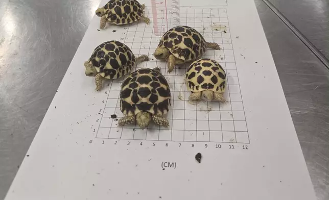 Hong Kong Customs seizes suspected scheduled endangered live tortoises and lizards Source: HKSAR Government Press Releases