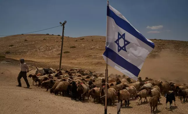 Palestinian shepherd Thiab Draghme leads his flock of sheep and goats past an Israeli flag placed on a road in the northern Jordan Valley of the occupied West Bank, Tuesday, June 23, 2026. (AP Photo/Leo Correa)