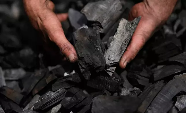Sascha Feldmer holds fresh charcoal at his his family-run, traditional production site near Hasselfelde in Germany's Harz forest, Thursday, June 18, 2026. (AP Photo/Matthias Schrader)