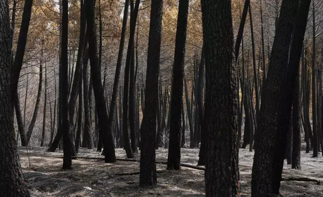 View of the burned area in Muriel, Guadalajara province, Spain, Wednesday, July 22, 2026, after a wildfire scorched tens of thousands of hectares in one of Spain's largest wildfires in recent years. (AP Photo/Manu Fernandez)