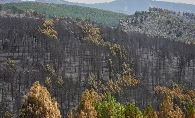 View of the burned area in Muriel, Guadalajara province, Spain, Wednesday, July 22, 2026, after a wildfire scorched tens of thousands of hectares in one of Spain's largest wildfires in recent years. (AP Photo/Manu Fernandez)