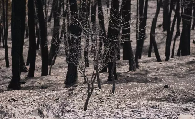 View of the burned area in Muriel, Guadalajara province, Spain, Wednesday, July 22, 2026, after a wildfire scorched tens of thousands of hectares in one of Spain's largest wildfires in recent years. (AP Photo/Manu Fernandez)