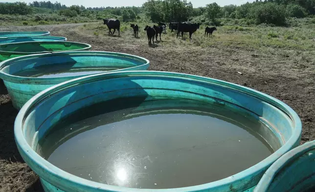 Cattle stand near stock tanks, July 16, 2026, near Montrose, Colo. (AP Photo/Brittany Peterson)