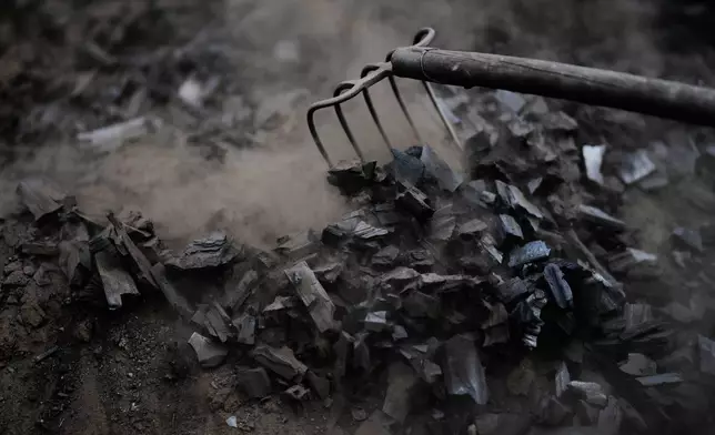 Sascha Feldmer harvests charcoal at his family-run, traditional production site near Hasselfelde in Germany's Harz forest, Thursday, June 18, 2026. (AP Photo/Matthias Schrader)