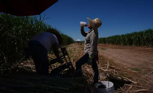 FILE - Petrona Romero, right, drinks an electrolyte beverage while working alongside her husband, Cristino, in a sugarcane field in Niland, Calif., Sept. 11, 2025. (AP Photo/Jae C. Hong, File)