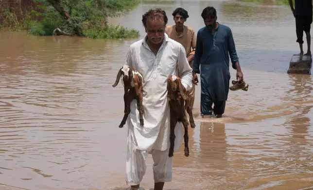 A man affected by the flood carries baby goats through the floodwaters at a flooded area near Lahore, Pakistan, Monday, Jun 27, 2026. (AP Photo/K.M. Chaudary)