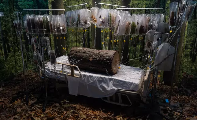 Michelle Lougee's installation "The Transfusion" is displayed during the "Hospital of Emotions" exhibition inside a former hospital building in Los Angeles, Wednesday, July 22, 2026. (AP Photo/Jae C. Hong)