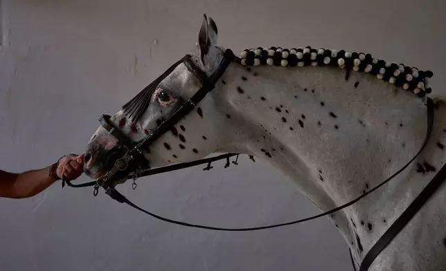 A horse is led into the bullring to take part in a bullfight at the San Fermín festival in Pamplona, northern Spain, Monday, July 6, 2026. (AP Photo/Miguel Oses)