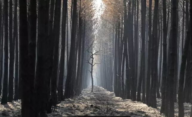 The light flows through a charred forest near Ares, during wildfires in southwestern France, Thursday, July 30, 2026. (AP Photo/Baz Ratner)