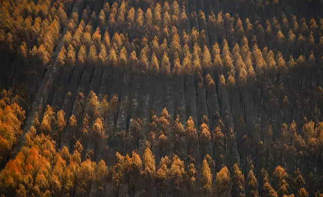 A picture taken from the French Civil Security rescue coordination helicopter shows areas burned by wildfiresnear Le Porge, France, Firday, July 31, 2026. (Sarah Meyssonnier/Pool Photo via AP)