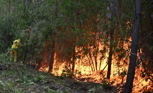 A firefighter creates a controlled burn area to contain a fire near Lege-Cap-Ferret, during wildfires in southwestern France, Thursday, July 30, 2026. (AP Photo/Emma Da Silva)