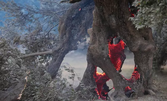 Embers smolder inside an olive tree during a wildfire in the Rethymno region on the southern Greek island of Crete, Wednesday, July 29, 2026, where two firefighters died while battling the blaze. (AP Photo/Giannis Angelakis)
