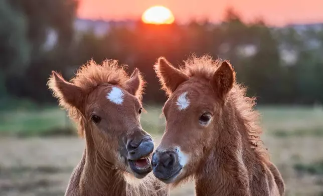 Icelandic foals stand together at a stud farm in Wehrheim near Frankfurt, Germany, as the sun rises on Wednesday, July 22, 2026. (AP Photo/Michael Probst)