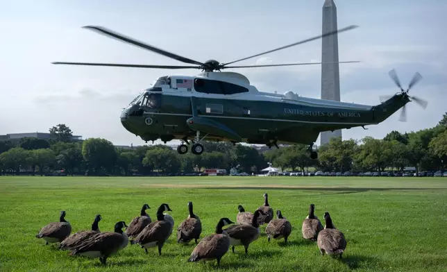 A flock of Canada geese stand as a presidential support helicopter lands on the Ellipse, Wednesday, July 22, 2026, near the White House in Washington. (AP Photo/Mark Schiefelbein)