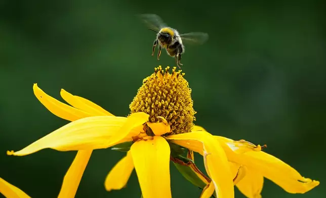 A bumblebee flies up to a flower in a garden outside St. Petersburg, Russia, Wednesday, July 22, 2026. (AP Photo/Dmitri Lovetsky)