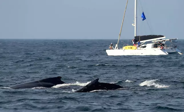 Humpback whales surface near a Humpback Whale Project boat during monitoring off the coast of Rio de Janeiro, Brazil, Tuesday, June 30, 2026. (AP Photo/Dhavid Normando)